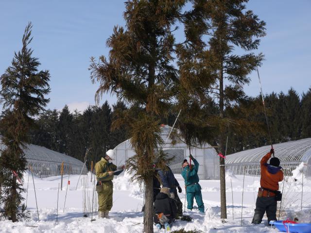 配布用穂木の採穂