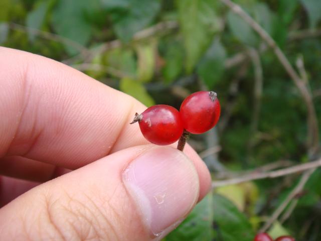 ハナヒョウタンボクの収集