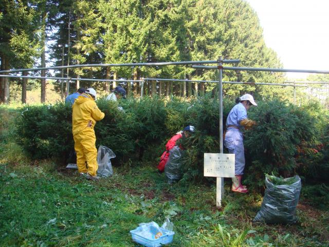 ミニチュア採種園の剪定作業