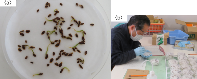 a-発芽した種、b-種をカウント