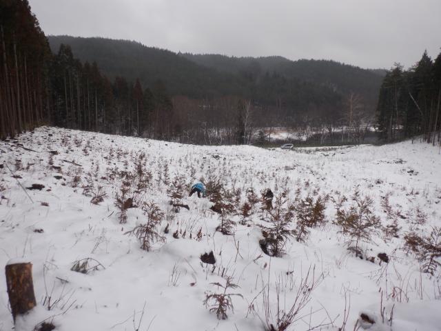 試験地の調査風景
