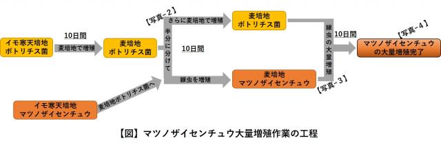 zumen_matsunozaisentyutairyouzousyokusagyokoutei