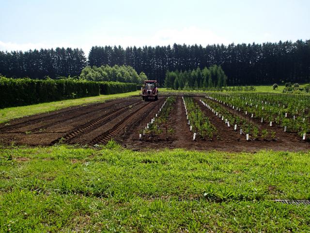 naehata