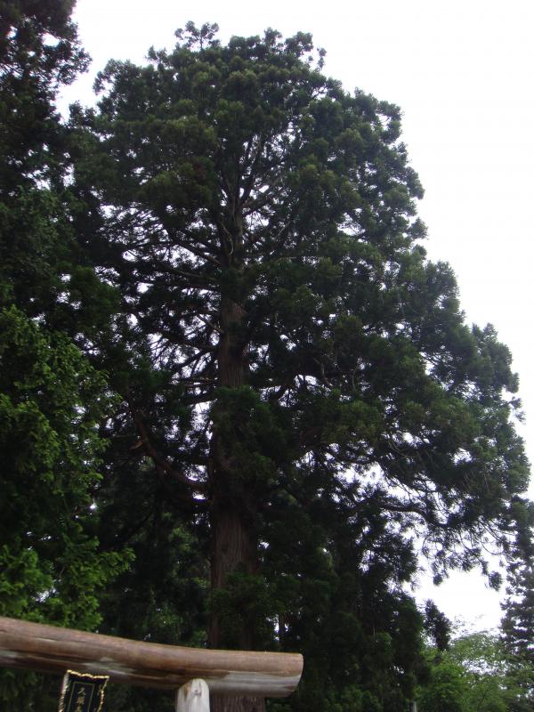 20120606nakamurakusushijinja_satogaeri1