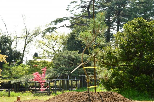 20130507nakashimanomatsu3
