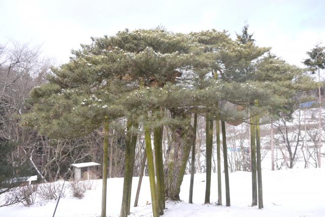 20140127usuginunokasamatsu