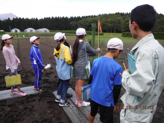 樹高測定の様子