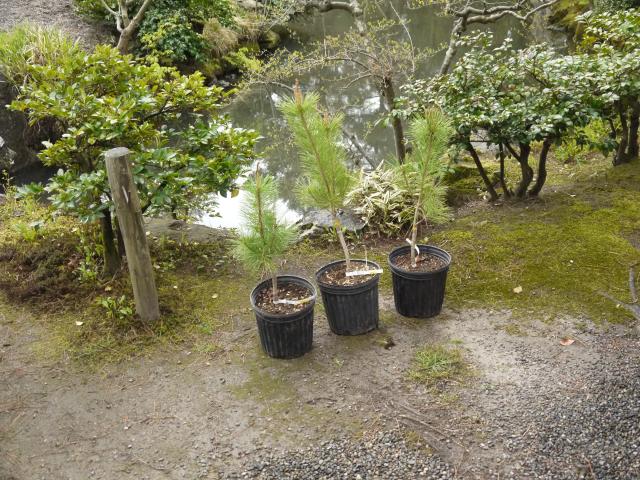 唐崎の松苗木
