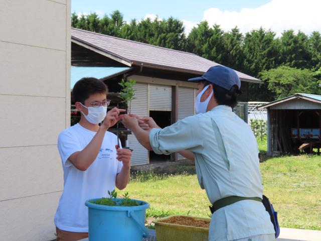 職員によるさし木の指導