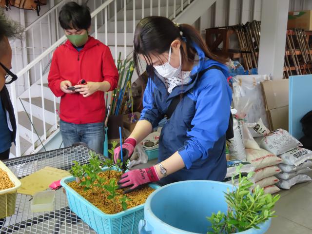さし木の様子