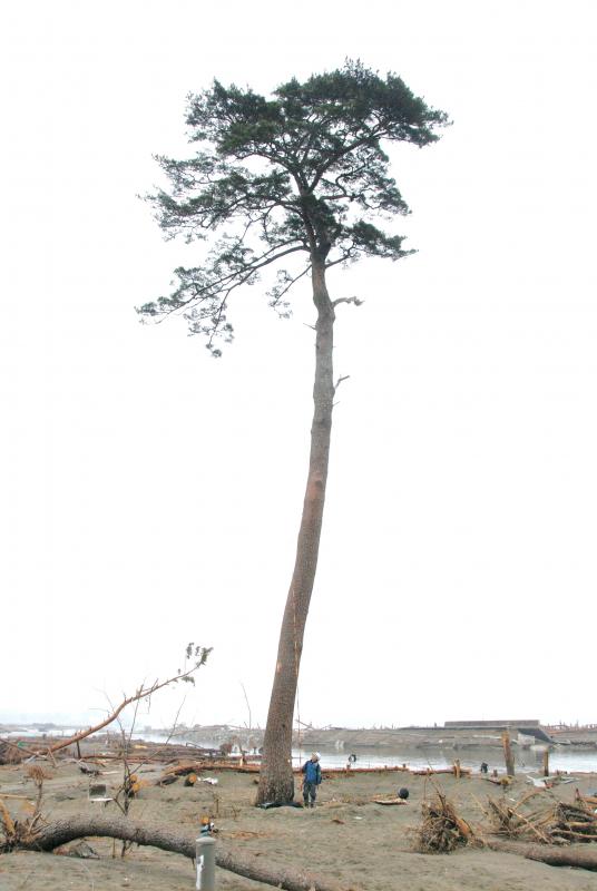 奇跡の一本松2011