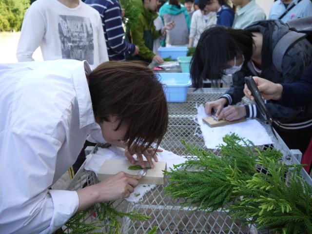 R1岩大つぎ木実習